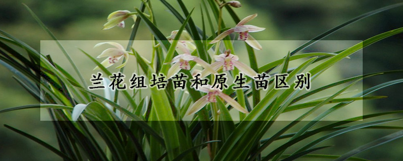 蘭花組培苗和原生苗區(qū)別