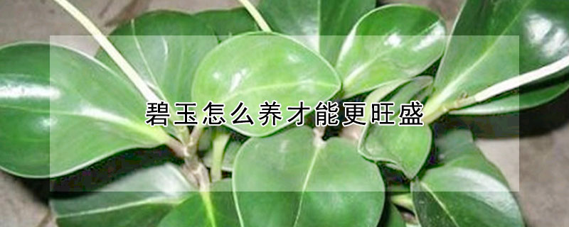 碧玉怎么養(yǎng)才能更旺盛