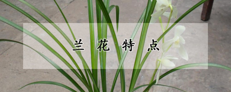 蘭花特點(diǎn)