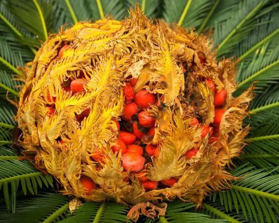 鐵樹(shù)花的功效與作用以及鐵樹(shù)花的食用方法
