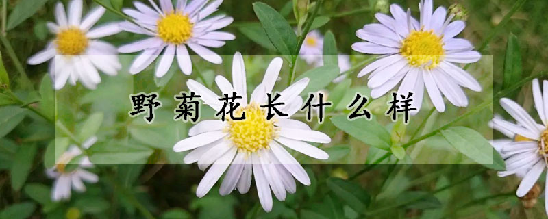 野菊花長(zhǎng)什么樣