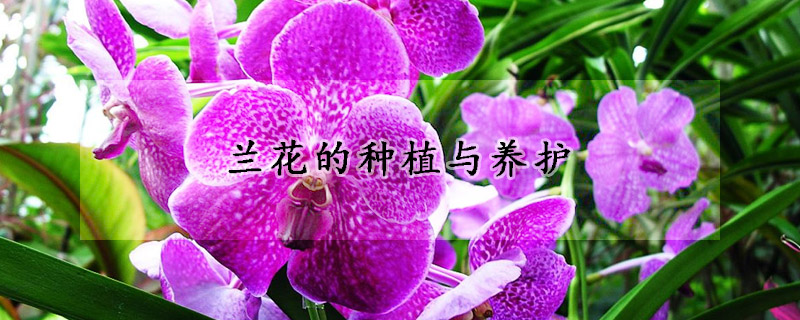 蘭花的種植與養(yǎng)護(hù)