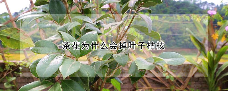 茶花為什么會(huì)掉葉子枯枝