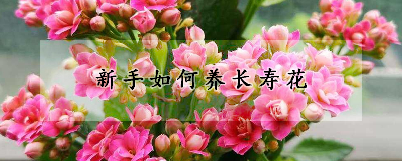 新手如何養(yǎng)長(zhǎng)壽花