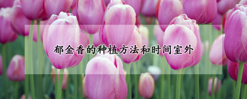郁金香的種植方法和時間室外