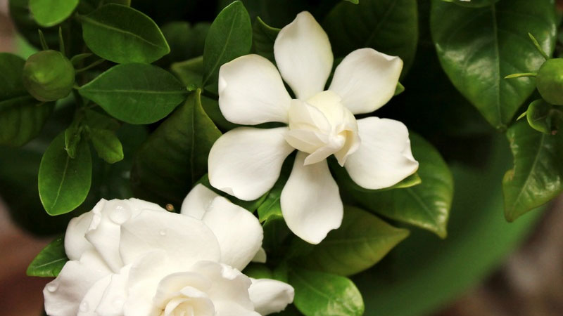 枝枝花的養(yǎng)護(hù)方法