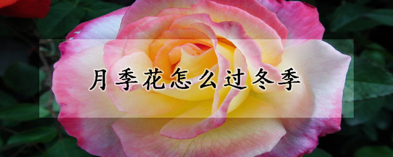 月季花怎么過(guò)冬季
