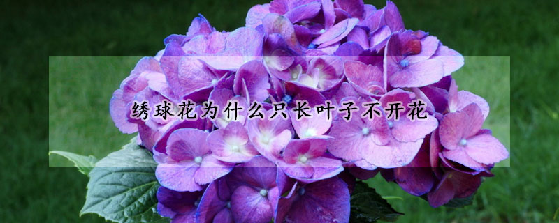 繡球花為什么只長(zhǎng)葉子不開(kāi)花
