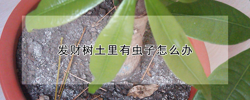 發(fā)財(cái)樹土里有蟲子怎么辦