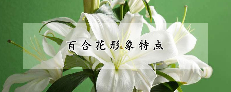 百合花形象特點(diǎn)