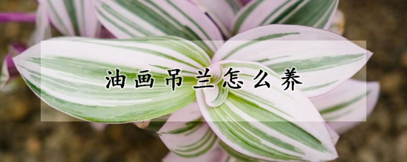 油畫吊蘭怎么養(yǎng)