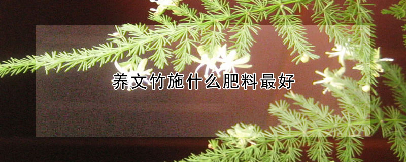 養(yǎng)文竹施什么肥料最好