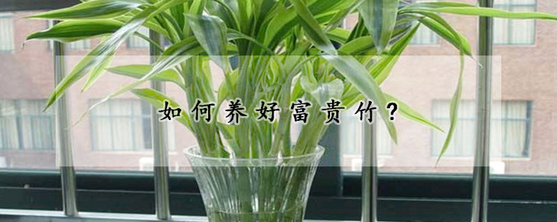 如何養(yǎng)好富貴竹?