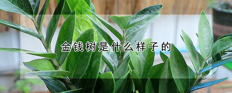金錢(qián)樹(shù)是什么樣子的