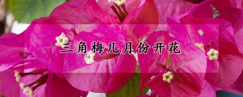 三角梅幾月份開(kāi)花