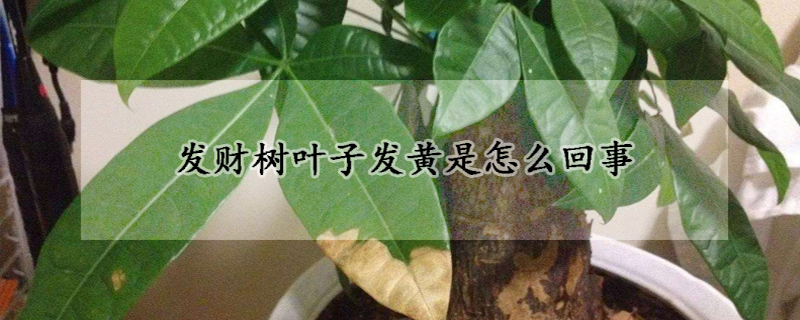 發(fā)財樹葉子發(fā)黃是怎么回事