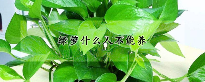 綠蘿什么人不能養(yǎng)