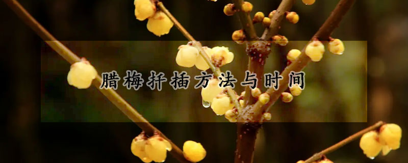 臘梅扦插方法與時(shí)間