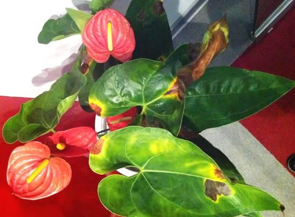 紅掌葉面外圍有銹跡怎么回事—解決辦法