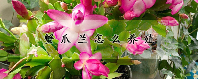 蟹爪蘭怎么養(yǎng)殖