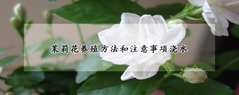茉莉花養(yǎng)殖方法和注意事項澆水