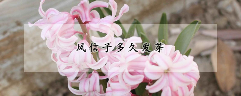 風(fēng)信子多久發(fā)芽