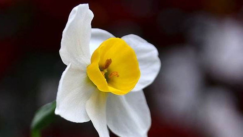 水仙花的養(yǎng)殖方法水培
