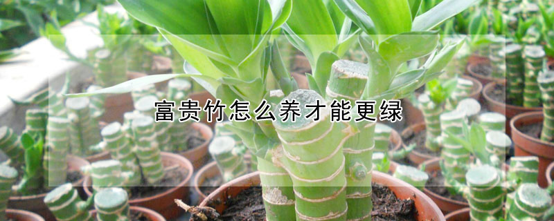 富貴竹怎么養(yǎng)才能更綠