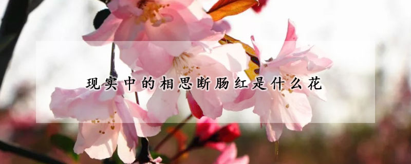 現(xiàn)實中的相思斷腸紅是什么花