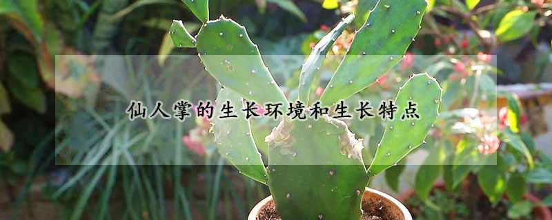 仙人掌的生長(zhǎng)環(huán)境和生長(zhǎng)特點(diǎn)
