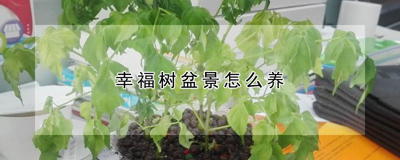 幸福樹盆景怎么養(yǎng)