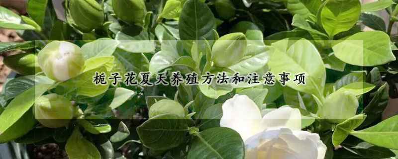 梔子花夏天養(yǎng)殖方法和注意事項(xiàng)