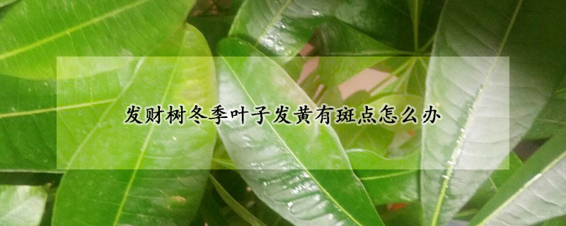 發(fā)財(cái)樹冬季葉子發(fā)黃有斑點(diǎn)怎么辦