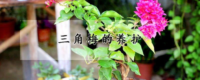 三角梅的養(yǎng)護(hù)