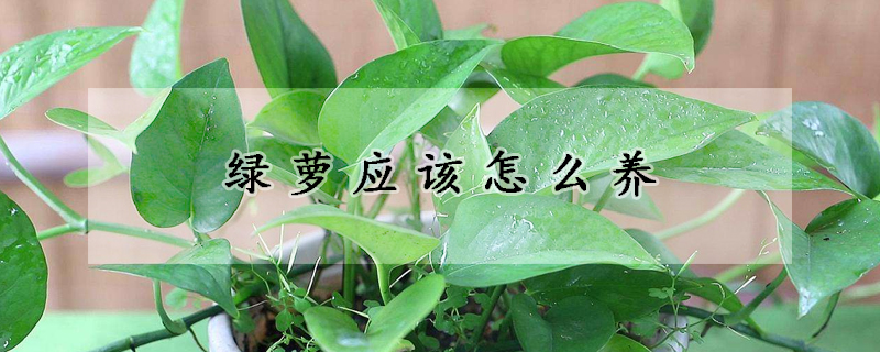 綠蘿應(yīng)該怎么養(yǎng)