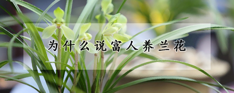 為什么說富人養(yǎng)蘭花