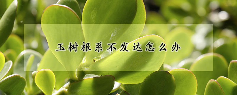 玉樹根系不發(fā)達怎么辦