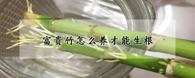 富貴竹怎么養(yǎng)才能生根