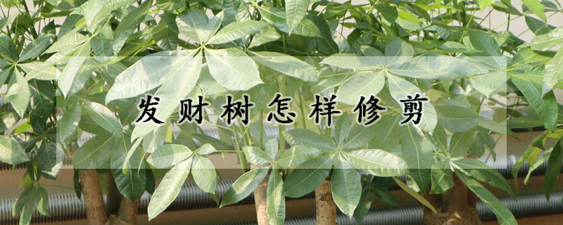 發(fā)財(cái)樹(shù)怎樣修剪