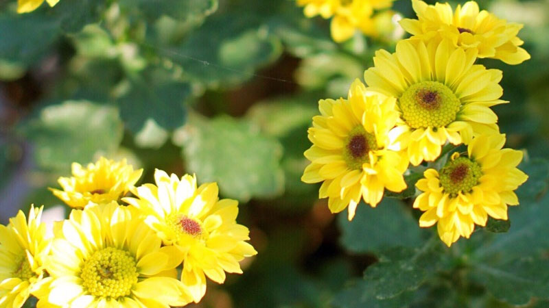如何促進(jìn)菊花開花