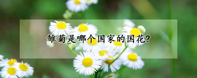 雛菊是哪個(gè)國(guó)家的國(guó)花?