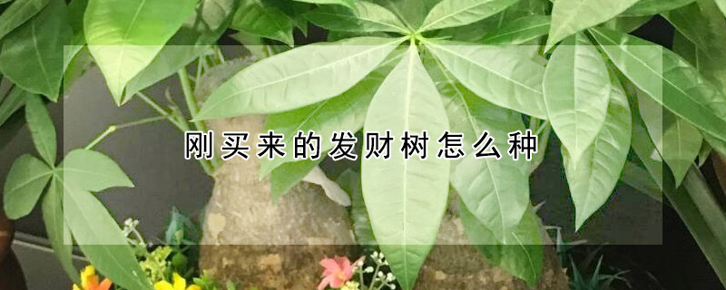 剛買來(lái)的發(fā)財(cái)樹(shù)怎么種