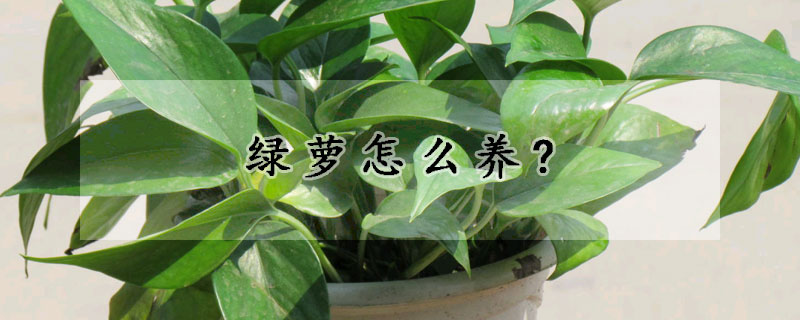 綠蘿怎么養(yǎng)?