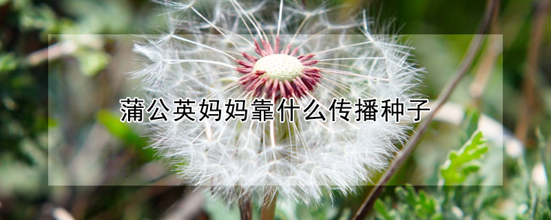 蒲公英媽媽靠什么傳播種子