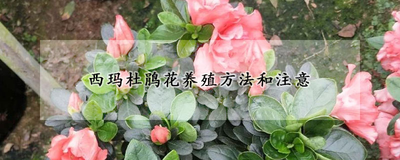 西瑪杜鵑花養(yǎng)殖方法和注意