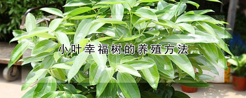 小葉幸福樹的養(yǎng)殖方法