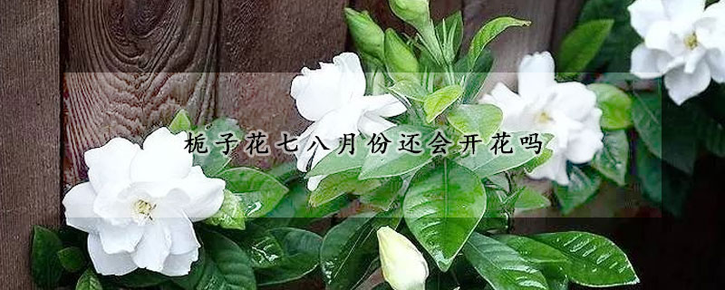 梔子花七八月份還會(huì)開(kāi)花嗎