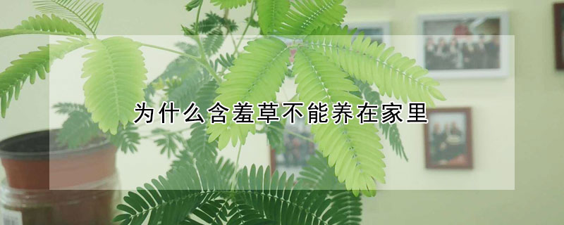 為什么含羞草不能養(yǎng)在家里