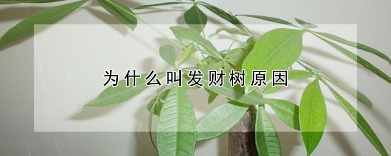 為什么叫發(fā)財(cái)樹原因