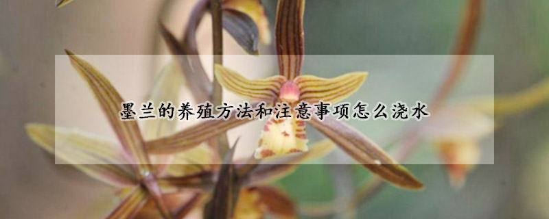 墨蘭的養(yǎng)殖方法和注意事項怎么澆水